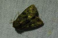 Oligia strigilis/versicolor