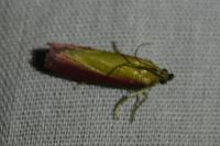 Oncocera semirubella