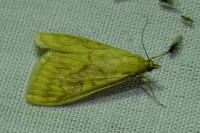 Ostrinia nubilalis