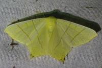 Ourapteryx sambucaria