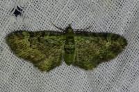 Pasiphila rectangulata