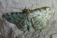 Pasiphila rectangulata