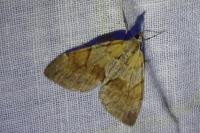 Pennithera firmata firmata