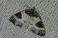 Plemyria rubiginata