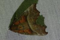 Scoliopteryx libatrix