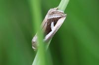 Deltote uncula