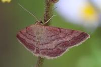 Scopula rubiginata