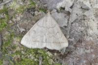 Zanclognatha lunalis