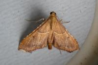 Endotricha flammealis