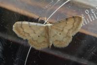 Idaea politaria