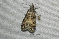 Eudonia lacustrata