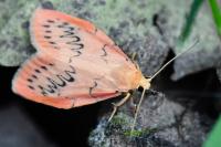 Miltochrista miniata