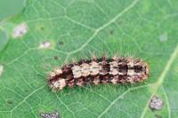 Nola confusalis