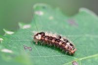 Nola confusalis