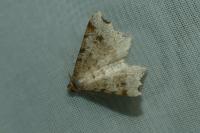 Macaria alternata