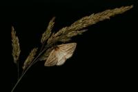 Chariaspilates formosaria