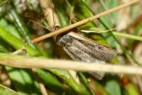 Ochropleura leucogaster