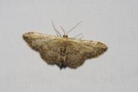 Idaea efflorata
