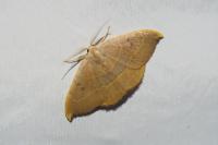 Watsonalla uncinula