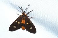 Dysauxes famula