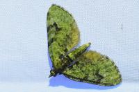 Chloroclystis v-ata