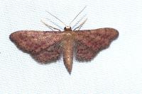 Idaea infirmaria