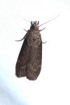 Lamoria anella