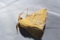 Malacosoma neustria