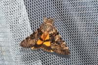 Catocala nymphagoga