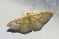 Idaea degeneraria