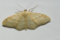 Idaea aversata