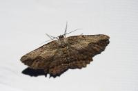 Menophra abruptaria