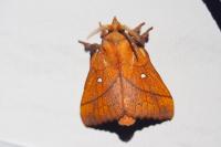 Odonestis pruni