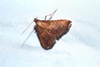 Endotricha flammealis