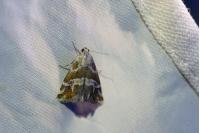 Eublemma elychrysi