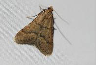 Bostra obsoletalis