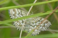 Scopula tessellaria