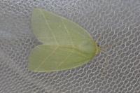 Bena bicolorana