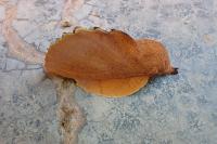 Gastropacha quercifolia
