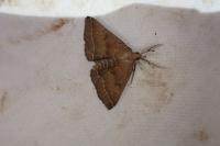 Polypogon plumigeralis