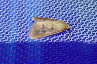 Achyra nudalis