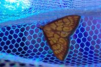 Ecpyrrhorrhoe rubiginalis