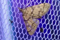 Metasia cyrnealis
