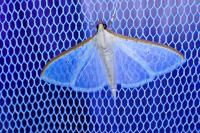 Palpita vitrealis