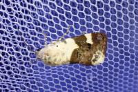 Acontia lucida