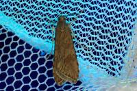 Nomophila noctuella