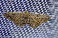 Peribatodes rhomboidaria ichnusaria