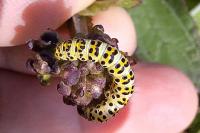 Cucullia lychnitis