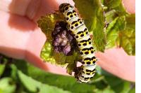 Cucullia lychnitis