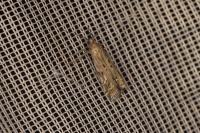 Pempeliella ornatella